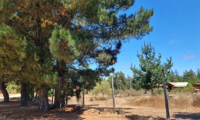 D_NQ_NP_2X_801807-MLC79775011949_102024-F-se-vende-casa-en-el-fundo-la-petrilla